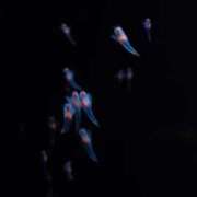 ヒメ日記 2026/03/06 02:13 投稿 くるみ お客様満足度NO.1デリヘル！ 秘密倶楽部 凛 千葉