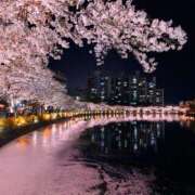 ヒメ日記 2026/04/02 12:41 投稿 くるみ お客様満足度NO.1デリヘル！ 秘密倶楽部 凛 千葉