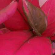 ヒメ日記 2025/11/11 01:52 投稿 しいな 横浜人妻ヒットパレード（シンデレラグループ）