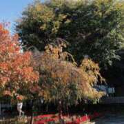 ヒメ日記 2025/11/22 13:04 投稿 まさき ギン妻パラダイス 堺東店