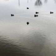 ヒメ日記 2025/12/13 12:42 投稿 まさき ギン妻パラダイス 堺東店