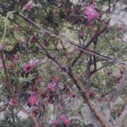 ヒメ日記 2026/01/03 23:31 投稿 まさき ギン妻パラダイス 堺東店