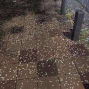 ヒメ日記 2026/04/10 10:36 投稿 まさき ギン妻パラダイス 堺東店