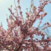 あおい ⚠️重要⚠️スケジュール メンエス案内所