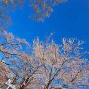 もも　奥様 お花見したよっ SUTEKIな奥様は好きですか?