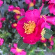 深田ちか お花と女の生き方 ミセスレディ