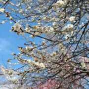 まゆ ワノ国編 上野回春性感マッサージ倶楽部