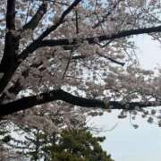 ヒメ日記 2026/03/30 11:38 投稿 みりあ 千葉サンキュー