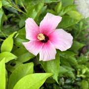 ヒメ日記 2026/01/20 00:05 投稿 こと エマニエル秋葉原