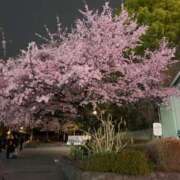 ヒメ日記 2026/03/17 07:30 投稿 詩瑞花／しずか 大宮人妻セレブリティ（ユメオト）