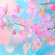 ヒメ日記 2026/04/13 08:55 投稿 緑川　あおい 30・40・50代☆人妻熟女コレクション