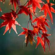 ヒメ日記 2025/11/19 23:43 投稿 結月（ゆづき） DEEP BLACK