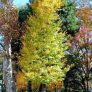 ヒメ日記 2025/11/26 22:19 投稿 結月（ゆづき） DEEP BLACK