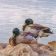 ヒメ日記 2025/12/07 22:07 投稿 結月（ゆづき） DEEP BLACK