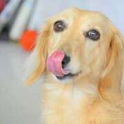 結月（ゆづき） ※無題 ローズ～ミドルエイジ～