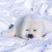 ヒメ日記 2026/01/24 23:49 投稿 結月（ゆづき） ローズ～ミドルエイジ～