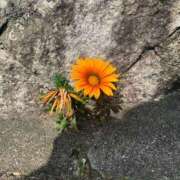 ヒメ日記 2026/03/06 10:25 投稿 結月（ゆづき） ローズ～ミドルエイジ～