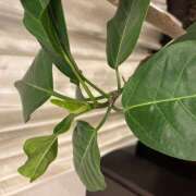 湊りんか 湊です😃 有閑婦人＆Diana京都