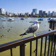 ヒメ日記 2026/04/01 14:40 投稿 ちえみ 性腺熟女100％鶯谷（デリヘル市場）