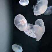 ヒメ日記 2026/03/13 19:17 投稿 静月ねむ 制服×コスプレ アオハルスイッチ