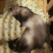 ヒメ日記 2025/11/20 23:26 投稿 ひなの eroina