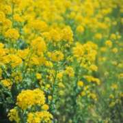 ヒメ日記 2026/03/22 11:55 投稿 奏　音羽 30・40・50代☆人妻熟女コレクション