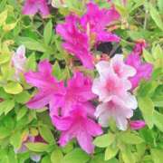 ヒメ日記 2026/04/24 01:29 投稿 奏　音羽 30・40・50代☆人妻熟女コレクション