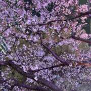 ヒメ日記 2026/03/30 14:33 投稿 ハニー ニューグランド