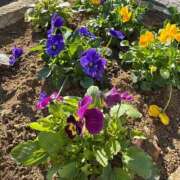 ヒメ日記 2025/12/02 07:12 投稿 すみれ 君とふわふわプリンセスin立川