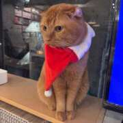 ヒメ日記 2025/12/22 06:42 投稿 すみれ 君とふわふわプリンセスin立川