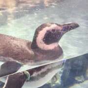 ヒメ日記 2025/12/31 20:02 投稿 すみれ 君とふわふわプリンセスin立川