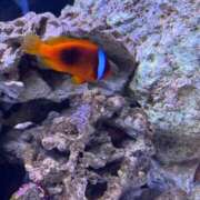 ヒメ日記 2026/01/22 12:42 投稿 すみれ 君とふわふわプリンセスin立川