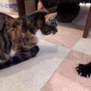 ヒメ日記 2026/02/28 06:52 投稿 すみれ 君とふわふわプリンセスin立川