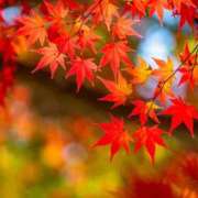 ヒメ日記 2025/11/12 10:10 投稿 かりな 横浜人妻セレブリティ（ユメオト）