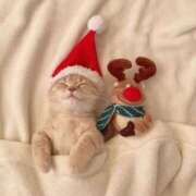 ヒメ日記 2025/12/24 08:50 投稿 まろん 池袋マリン別館