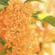 ヒメ日記 2025/12/18 23:39 投稿 万里佳-まりか 熟女10000円デリヘル 川崎