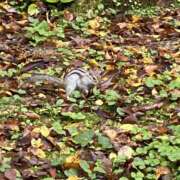 もな★★ &#x1F62D; 新潟風俗 Cherish Amulet