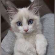 ヒメ日記 2026/01/28 17:56 投稿 ぐみ ハピネス東京