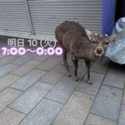 ヒメ日記 2026/02/09 15:37 投稿 ぐみ ハピネス東京