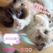 ヒメ日記 2026/03/17 12:57 投稿 ぐみ ハピネス東京