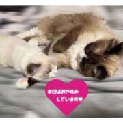 ヒメ日記 2026/03/30 14:07 投稿 ぐみ ハピネス東京