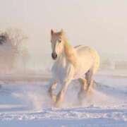ヒメ日記 2026/01/02 18:25 投稿 窓乃ねこ ワイフコレクション