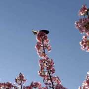 ヒメ日記 2026/03/06 23:22 投稿 窓乃ねこ ワイフコレクション