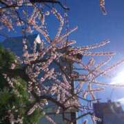 ヒメ日記 2026/03/14 14:24 投稿 平山のあ 麗しいマダム