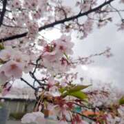 ヒメ日記 2026/04/04 14:52 投稿 平山のあ 麗しいマダム