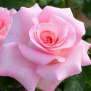 ヒメ日記 2026/01/07 23:04 投稿 涼子　りょうこ 本庄人妻城