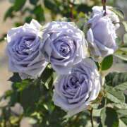 ヒメ日記 2026/03/10 22:31 投稿 涼子　りょうこ 本庄人妻城