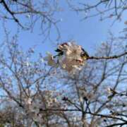 ヒメ日記 2026/04/10 14:15 投稿 あい VIVIDCREW 梅田堂山店