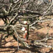 ヒメ日記 2026/03/26 13:08 投稿 み ね☆業界未経験 奥さま日記（大洲店）