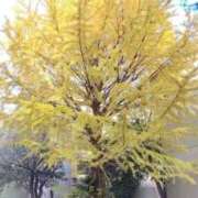 ヒメ日記 2025/11/23 08:47 投稿 さき 半熟ばなな 品川